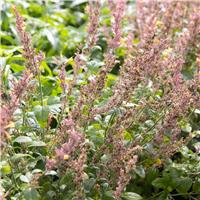 Agastache aurantiaca - Orange Hummingbird Mint
