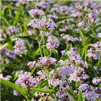 Verbena rigida 'Polaris Sky Blue'