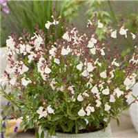 Salvia x jamensis 'Magical Congo'