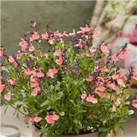 Salvia x jamensis 'Magical Amoer'