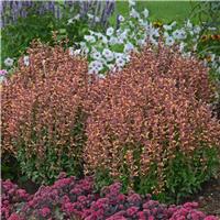 Agastache Peachie Keen - Giant Hyssop - In Bud and Bloom