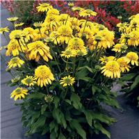 Echinacea 'Sunny Days Lemon'