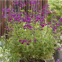 Salvia x jamensis 'Magical Tigris'