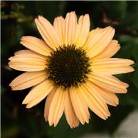 Echinacea purpurea Meditation Lime - Cone Flower Plants - In Bud & Bloom