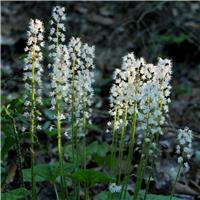 Tiarella cordifolia - Foam Flower