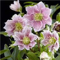 Helleborus x orientalis 'Hello Pink' - Oriental Hellebore in Bud & Bloom