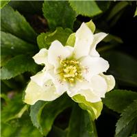Helleborus x orientalis 'Hello White' - Oriental Hellebore in Bud & Bloom