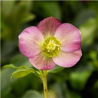Helleborus x orientalis 'Hello Ruby' - Oriental Hellebore in Bud & Bloom