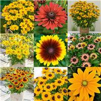 Giant Flowered Rudbeckia - Summerdaisy - Lucky Dip - in Bud and Bloom