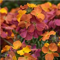 Erysimum 'Leya Orange Purple Glow' - Wallflower