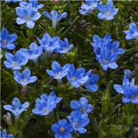 Lithodora diffusa 'Sky Blue'