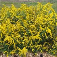 Solidago sphacelata 'Golden Fleece' - Goldenrod