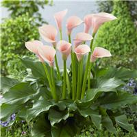 Zantedeschia aethiopica 'Flamingo' - Calla Lily