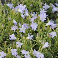Campanula portenschlagiana 'Lieselotte' - In Bud & Bloom