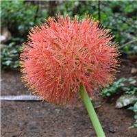 Scadoxus multiflorus - Blood Lily