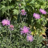 Centaurea simplicicaulis 'Bella'