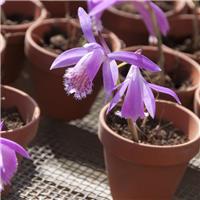 Pleione formosana 'Tongariro'