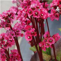Bergenia Vintage Rose - Elephant's ears