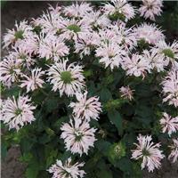 Monarda Balmy Appleblossom - Bee Balm
