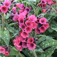 Pulmonaria 'Lisa Marie' - Lungwort - In Bud & Bloom
