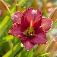 Hemerocallis 'Every Day Lily Red'