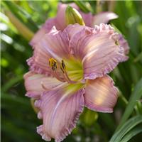 Hemerocallis 'Every Day Lily Rose'