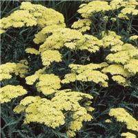 Achillea 'Credo' - Yarrow
