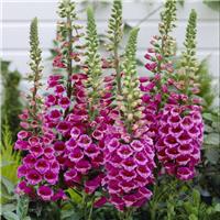 Digitalis purpurea - Foxgloves