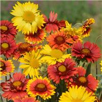 Gaillardia Grandiflora Mix