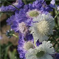 Scabiosa caucasica 'House's Hybrids'