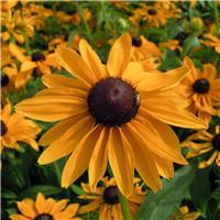 Rudbeckia hirta 'Marmalade' - Black Eyed Susan