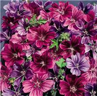 Malva Mystic Merlin