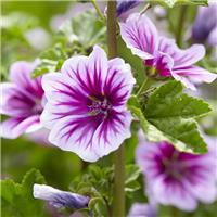 Malva sylvestris 'Zebrina'