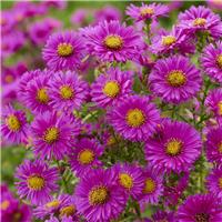 Aster novi-belgii 'Jenny' - Michaelmas Daisy