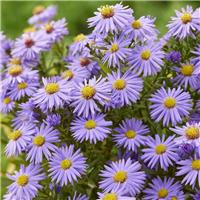 Aster novi-belgii 'Professor Anton Kippenberg' - Michaelmas Daisy