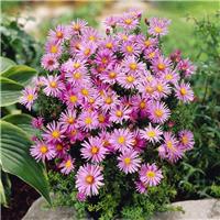 Aster novi-belgii 'Peter Harrison' - Michaelmas Daisy