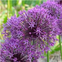 GIANT Globe Allium - Allium Universe - In Bud & Bloom - HUGE Flowers