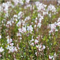 Gaura lindheimeri 'Gaudi White'