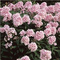 Phlox paniculata 'Bright Eyes'