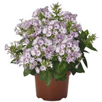 Phlox paniculata 'Lilac Star'