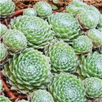 Sempervivum arachnoideum - Cobweb Houseleek