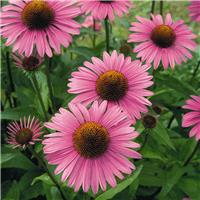 Echinacea Primadonna 'Deep Rose'