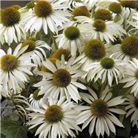 Echinacea Primadonna 'White'