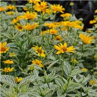 Heliopsis Sunburst