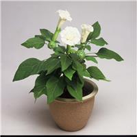 Datura 'Ballerina White' - Thorn Apple