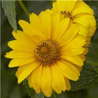 Heliopsis helianthoides scabra - Golden Sunshine - False Sunflower