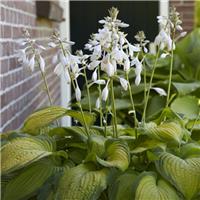 Hosta 'Paul's Glory'