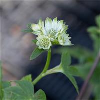 Astrantia major 'Moonshine'