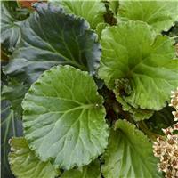 Bergenia 'Ripple Effect'