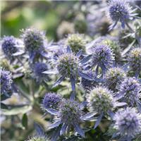 Eryngium planum 'Blue Hobbit' - Blue Sea Holly